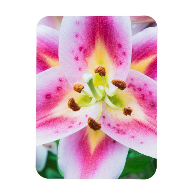 Lily Close-up Magnet (Vertical)