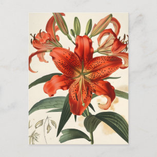 Lily Closeup: Vintage Floral Beauty Postcard