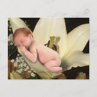 Lily Flower Baby Postcard