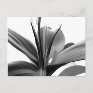 Lily Flower Black and White Floral Photography Postcard