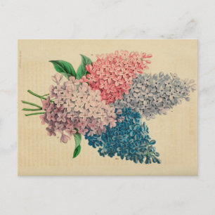 Lily Flower Vintage Botanical Sketch Postcard
