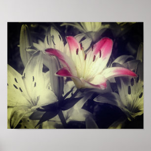 Lily Flowers Black And White Partial Colour  Poster