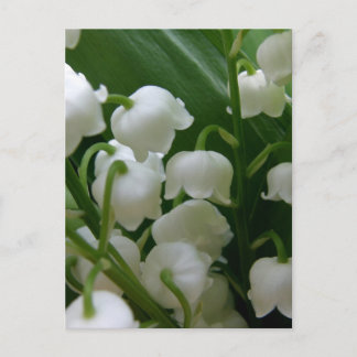 Lily Flowers White Blossoms Peace Love Destiny Postcard