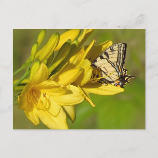 Lily Lover - Butterfly Postcard (Front)