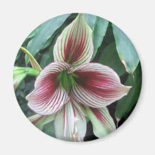 Lily Magnet