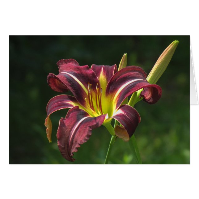 Lily of the night - Daylily (Front Horizontal)
