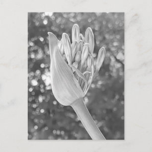 Lily of the Nile Close Up Black & White Postcard
