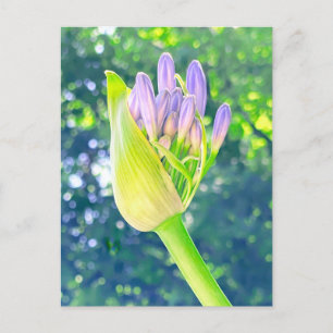 Lily of the Nile Flower Close Up Postcard