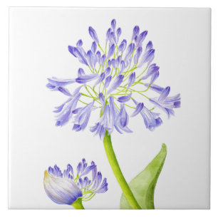 Lily of the Nile on a Ceramic Tile