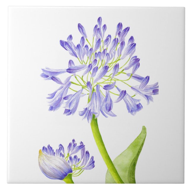 Lily of the Nile on a Ceramic Tile (Front)