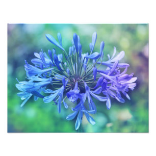 Lily of the Nile Photo Enlargement Print