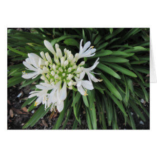 Lily of the Nile: Thinking of you