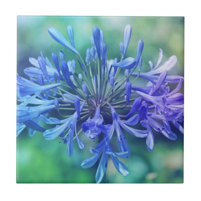 Lily of The Nile Tile (Front)