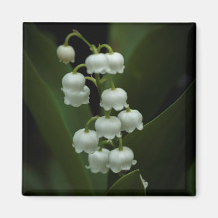 Lily of the Valley-0308 Magnet