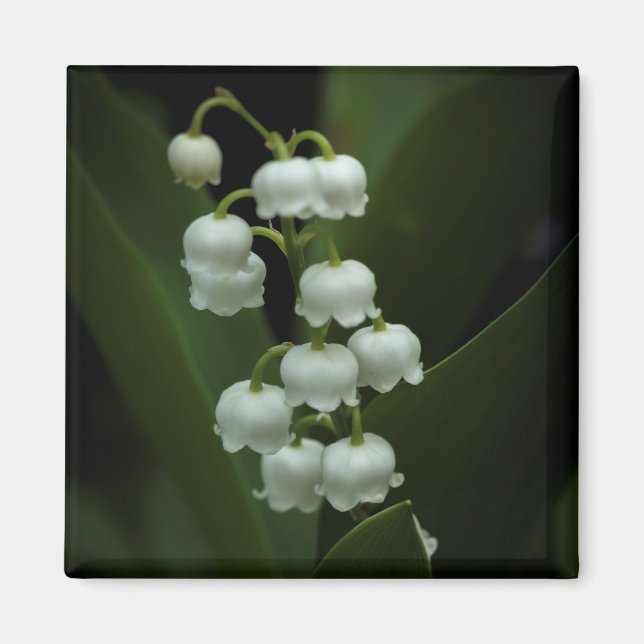Lily of the Valley-0308 Magnet (Front)