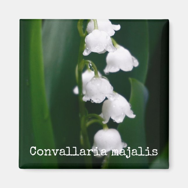 Lily of the Valley Botanical Magnet (Front)