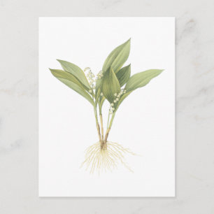 Lily-of-the-valley(Convallaria majalis) by Redouté Postcard