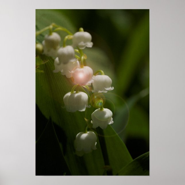 Lily Of The Valley Floral Poster (Front)
