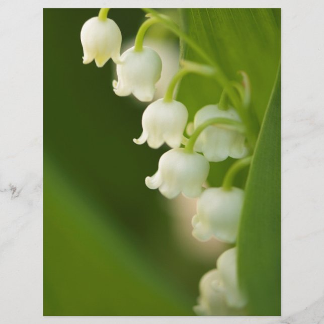Lily of the Valley Flower (Front)