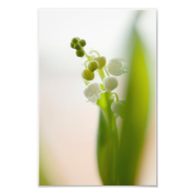 Lily of the Valley Flower Photo Print (Front)