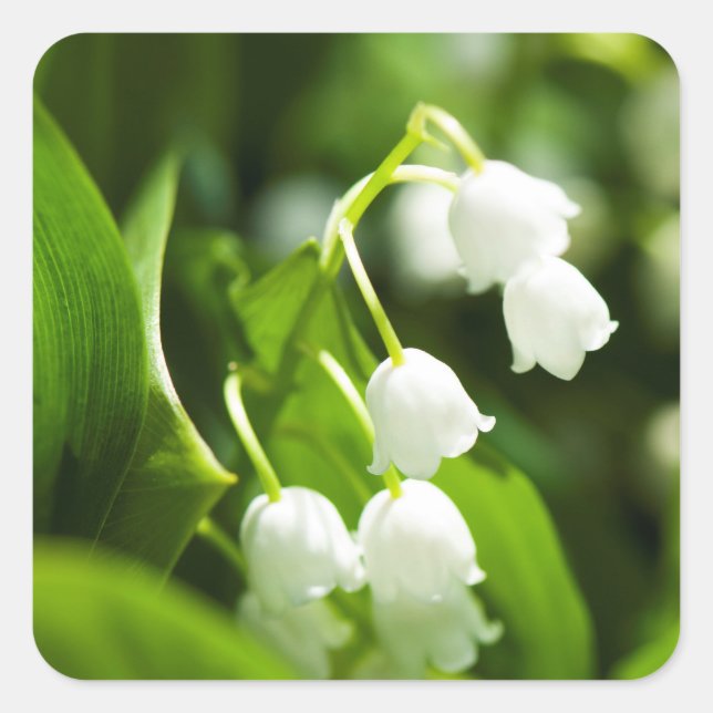 Lily of the valley flower square sticker (Front)