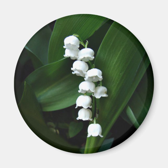 Lily of the Valley magnet (Front)