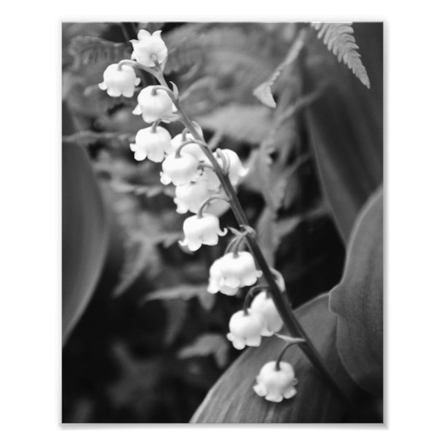 Lily of the Valley Photo Print (Front)