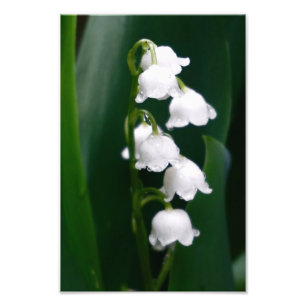 Lily of the Valley Photo Print