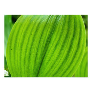 Lily of the Valley Photo Print