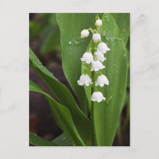Lily of the Valley Postcard