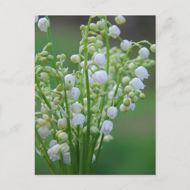Lily of the valley postcard (Front)
