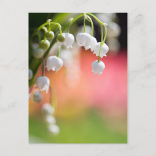 Lily of the Valley postcard