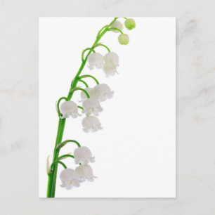 Lily Of The Valley Postcard