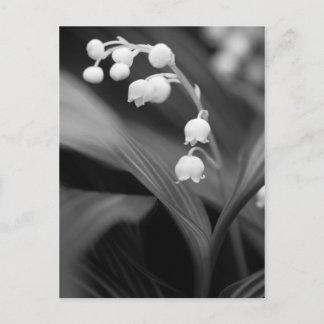 Lily of the Valley Postcard