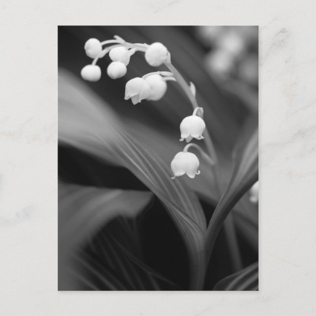 Lily of the Valley Postcard (Front)