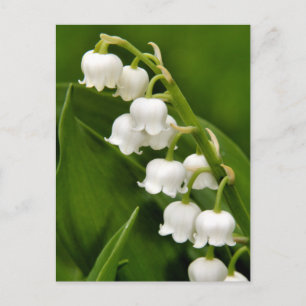 Lily Of The Valley Postcard