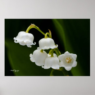 Lily of the Valley Poster