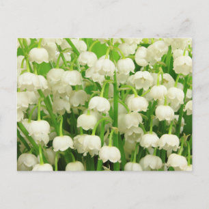 Lily of the Valley Spring Flowers Postcard