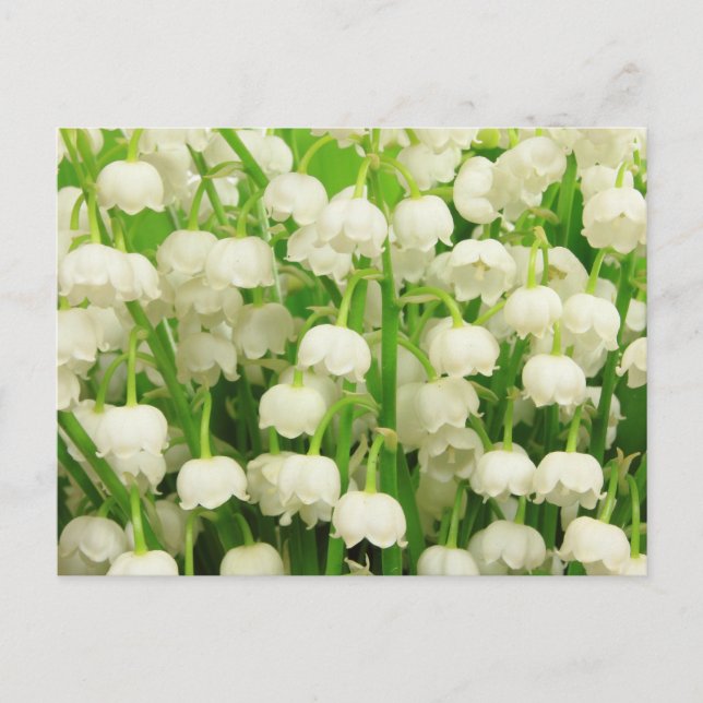 Lily of the Valley Spring Flowers  Postcard (Front)