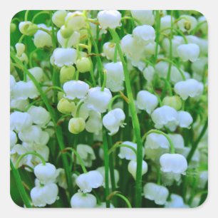 Lily of the Valley Spring Flowers Square Sticker