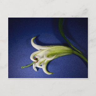 Lily On Blue Postcard