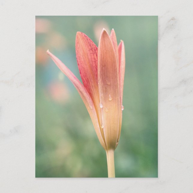 Lily opening on a dewy morning postcard (Front)