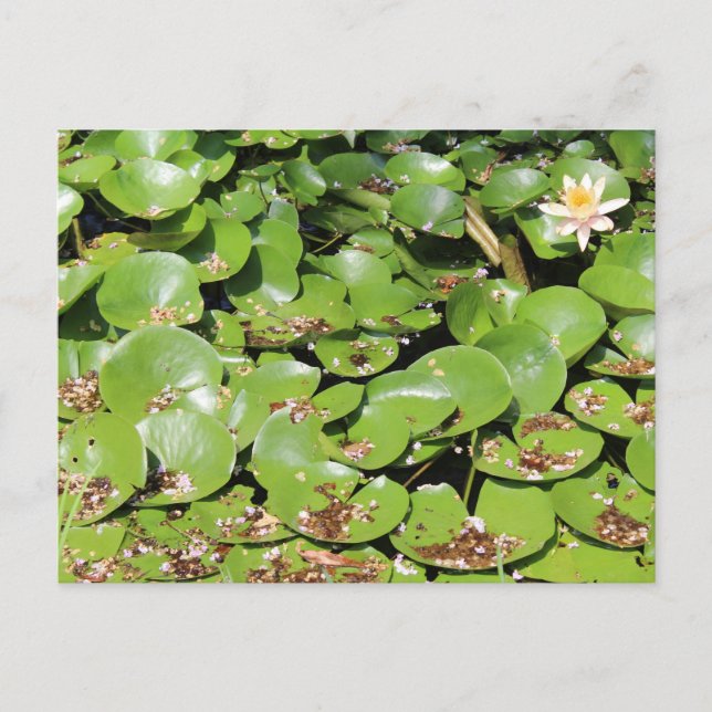 Lily Pad # 1 Postcard (Front)