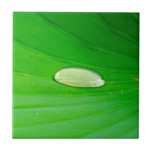 Lily Pad Ceramic Tile (Front)