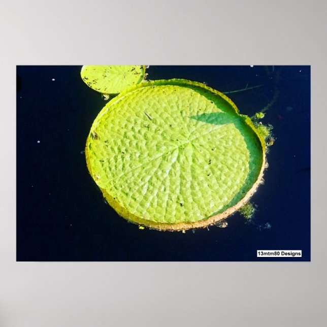 Lily Pad (Chicago) - Poster (Front)