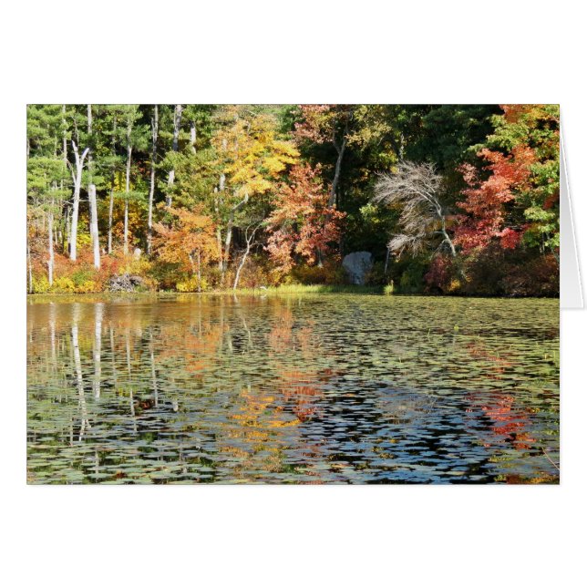 Lily Pad Cove - Whitney Pond (Front Horizontal)