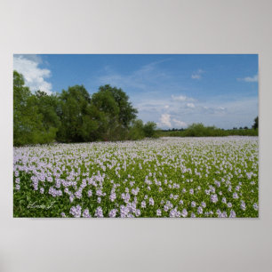 Lily Pad Flowers on a Pond Canvas or Poster