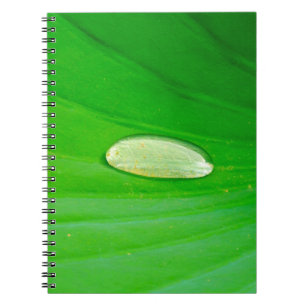 Lily Pad Photo Notebook