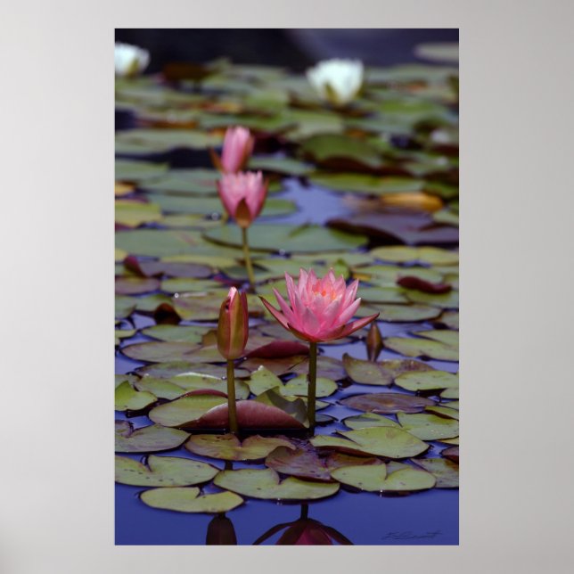 Lily Pad Photo Posters -24x36 -other sizes also (Front)