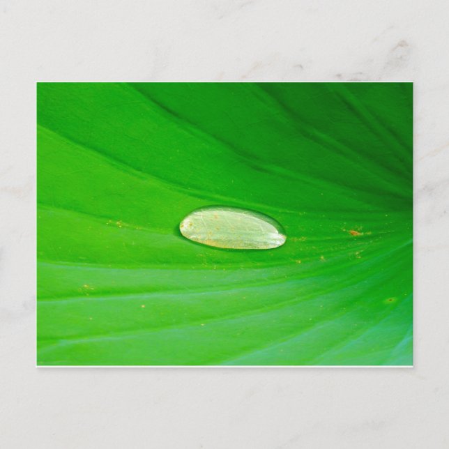 Lily Pad postcard (Front)